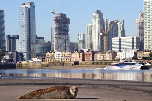 Cá mập hồi sinh ở sông Thames sau 64 năm dòng sông bị coi 'chết sinh học'