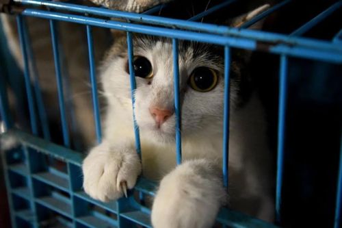 Trung Quốc tiêu hủy bừa bãi chó, mèo của F0