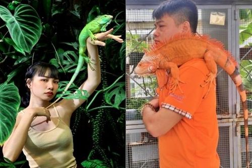 Người trẻ Sài thành nuôi rồng trong góc nhà giá trăm triệu