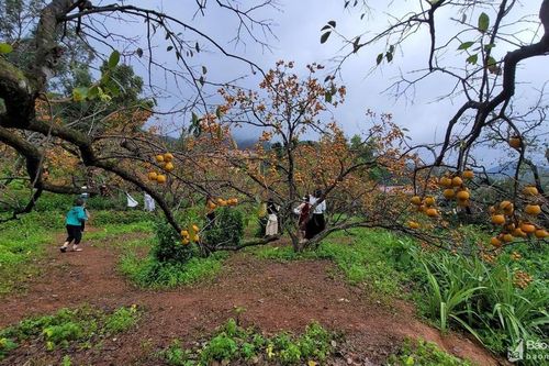 Tuyệt đẹp những vườn hồng 'Nông thôn mới' ở Nam Đàn quê Bác