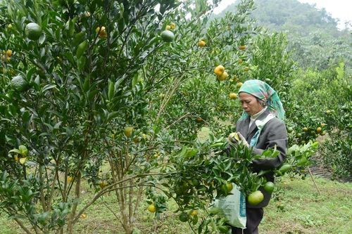 Tạo đầu ra ổn định cho quả quýt Mường Khương