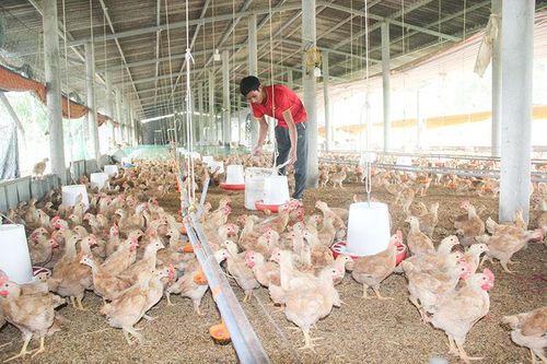 Linh Hải khai thác lợi thế vùng gò đồi
