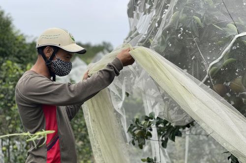 Hà Tĩnh: Cam 'trùm màn' vào vụ thu hoạch