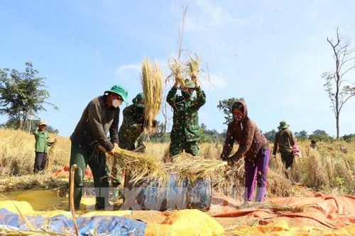 Hình ảnh chiến sỹ quân hàm xanh giúp đồng bào dân tộc vùng biên thu hoạch lúa