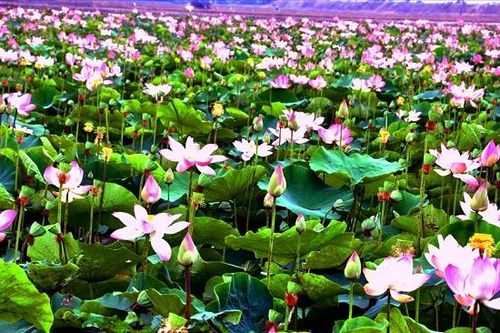 Sinh kế mới mùa nước nổi ở miền Tây
