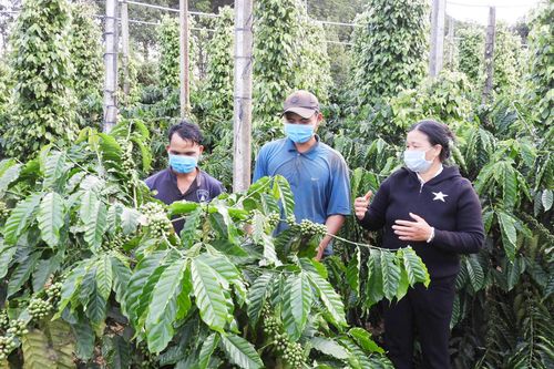 Đak Đoa: Đẩy mạnh chuyển dịch cơ cấu ngành nông nghiệp