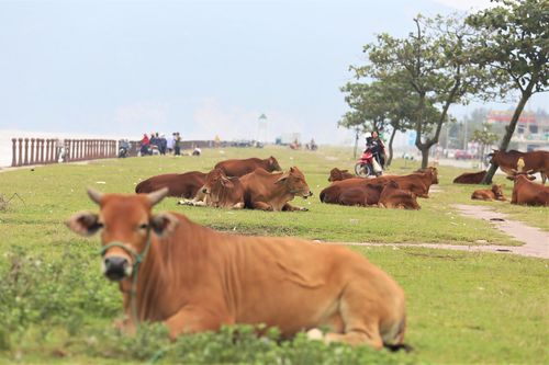 Hàng quán đóng cửa, bãi biển thành nơi chăn bò