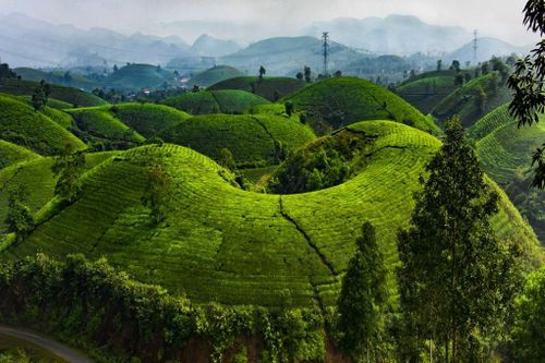 Đồi chè Phú Thọ - Tuyệt tác thiên nhiên giữa miền trung du