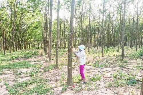 Nông dân Hướng Hóa phấn khởi vì nông sản được mùa, được giá