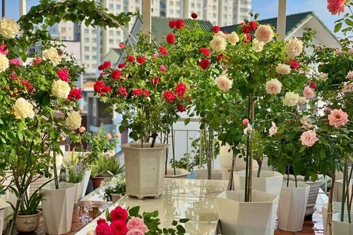 Vườn hồng rực rỡ trên sân thượng của gia đình ở Sài Gòn