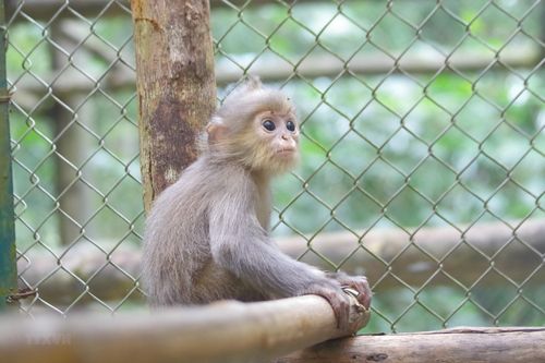 Vườn quốc gia Cúc Phương tiếp nhận 2 cá thể voọc xám quý hiếm