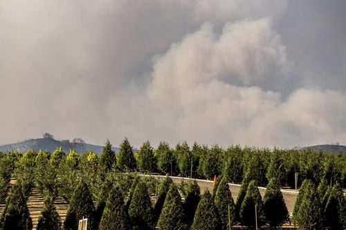 Mỹ thiếu hụt nguồn cung cây thông Noel trước thềm Giáng sinh