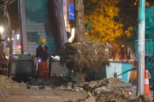 Đánh chuyển hàng chục cây xanh trong đêm phục vụ dự án 'cầu chữ C'
