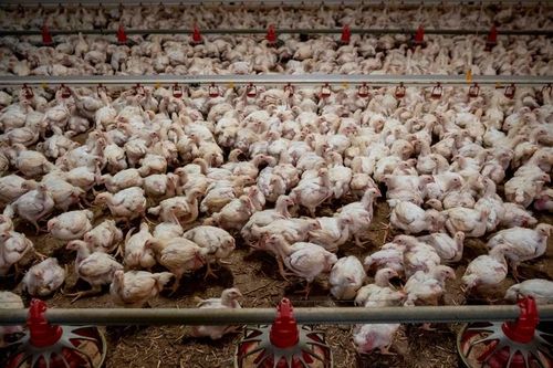 Dịch cúm gia cầm phủ bóng nhiều nước Á – ÂuTin khácNâng cao vai trò, vị thế của phụ nữ trong xã hôịMời bạn đọc, cộng tác viên gửi bài, ảnh cho Báo Lạng Sơn số Tết Dương lịch và Xuân Nhâm Dần 2022
