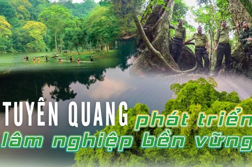 Tuyên Quang phát triển lâm nghiệp bền vữngBài 2: Liên kết hình thành cứ điểm ngành gỗBài 1: Sáng tạo để bảo vệ và làm giàu từ rừngNhững ý kiến phản hôìBài 3: Dân thụ hưởng và những bài học quan trọngBài 2: Ba cùng với DânBài 1: Những cấp ủy viên a còng