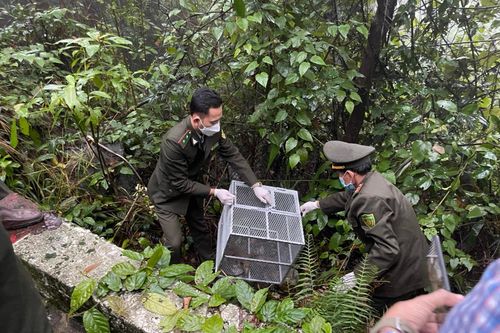 Thả cá thể kỳ đà vân cực hiếm tịch thu từ nhà hàng vào Vườn Quốc gia Bạch Mã