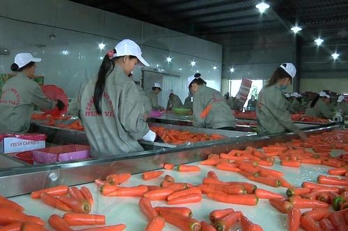 Tận dụng tối đa quy tắc xuất xứ trong các hiệp định thương mại tự do