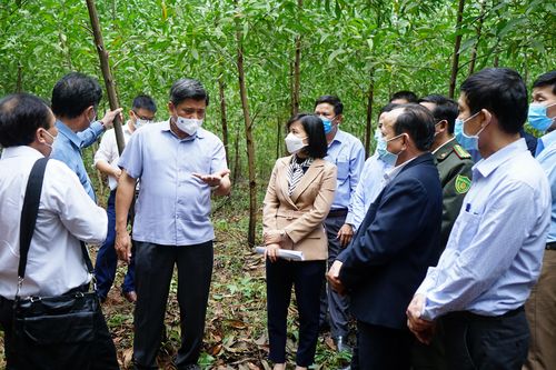 Bộ Nông nghiệp và PTNT khảo sát đề án vùng nguyên liệu gỗ rừng trồng có chứng chỉ bền vững