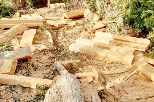 Kinh tế Nạn phá rừng đang diễn biến phức tạp