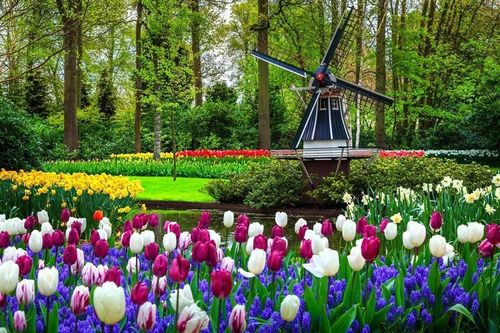 Lạc bước vào những cánh đồng hoa rực rỡ sắc màu