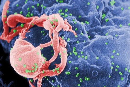 Chìa khóa đằng sau những bệnh nhân tự khỏi HIV không cần điều trị