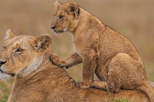Kenya – Điểm du lịch số 1 của Đông Phi