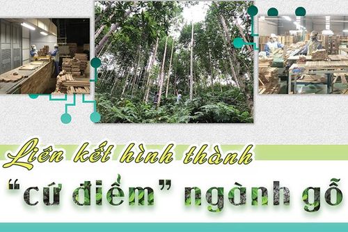 Bài 2: Liên kết hình thành cứ điểm ngành gỗLắng nghe từ độc giảBài 4: Dựa vào rừng để phát triển du lịch sinh thái Bài 3: Phát triển rừng gắn với xây dựng nông thôn mới miền núiBài 1: Sáng tạo để bảo vệ và làm giàu từ rừngTuyên Quang phát triển lâm nghiệp