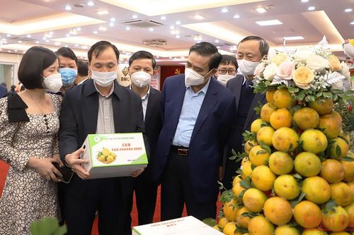 Hà Tĩnh 'thông đường' cho cam đặc sản ra thị trường