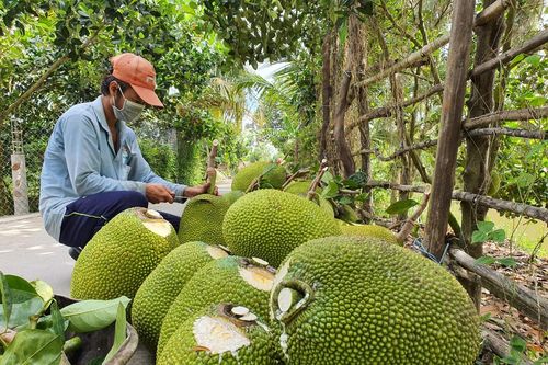 Giá mít Thái ở ĐBSCL giảm mạnh