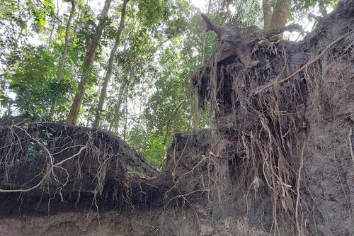 Sạt lở nghiêm trọng, hàng loạt cây trồng 'mất chân' đe dọa nhà dân ở Bình Dương