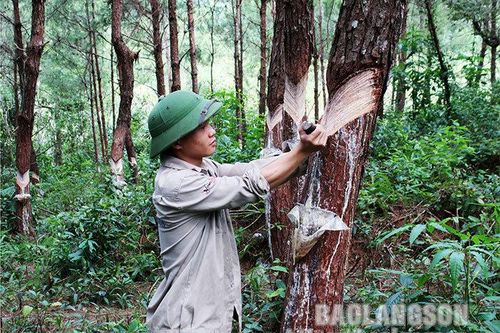 Đồng Thắng: Đổi thay từ rừngTin khácPhấn đấu bệnh viện luôn là 'vùng xanh' trong phòng chống dịchThông báo nội dung kỳ họp thứ sáu (kỳ họp chuyên đề) HĐND tỉnh khóa XVII, nhiệm kỳ 2021- 2026