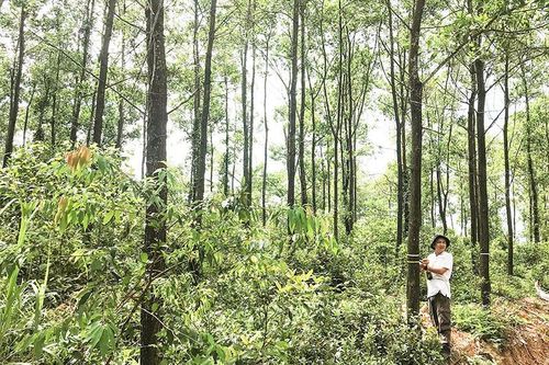 Hướng đến phát triển vùng nguyên liệu gỗ FSC tập trung