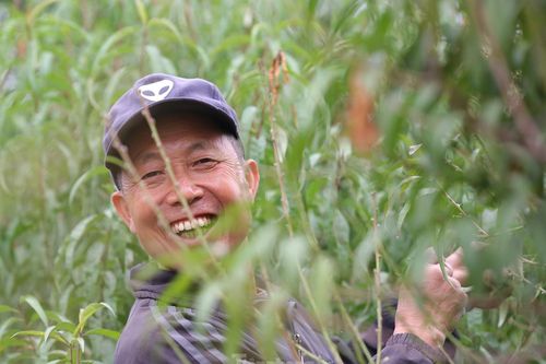 Người trồng đào Nhật Tân tất bật tuốt lá, lắp điều hòa chuẩn bị vụ hoa Tết