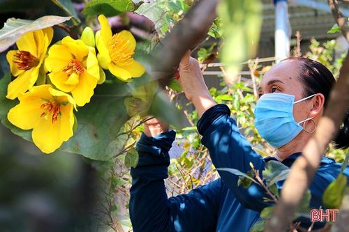 'Hoa cười, người buồn' ở làng mai phía Nam Hà Tĩnh