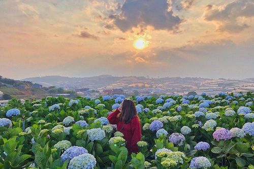 Mùa đông, trăm hoa vẫn đua nở trên đất Việt Nam