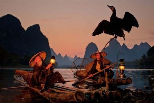 Độc đáo nghệ thuật câu cá trên sông bằng chim cốc