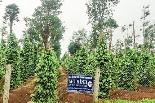 Cần hỗ trợ liên kết sản xuất cho tổ hợp tác và hợp tác xã