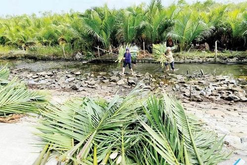 Kinh tế Nông nghiệp - Nông thôn Lợi ích kép từ rừng ngập mặn