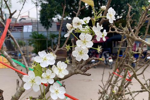 Đặc sản Tây Bắc đổ bộ, phố phường Hà Nội bừng sắc xuân