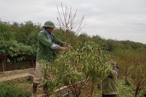 Vườn đào Nhật Tân tất bật tuốt lá 'thay áo' đón Tết