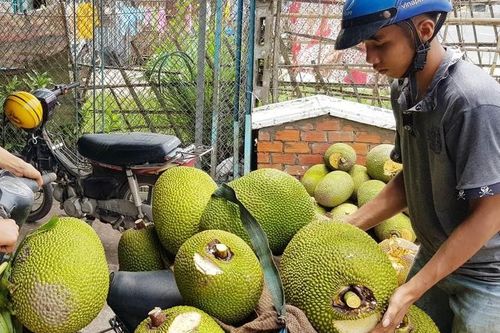Xuất khẩu sang Trung Quốc gặp khó, mít Thái rớt giá còn 2.000 đồng/kg