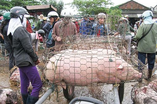 Người chăn nuôi thực hiện '5 không' để phòng, chống dịch tả lợn Châu Phi
