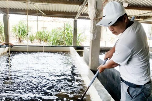 Kinh tế Thiếu chủ động nguồn giống thủy sản