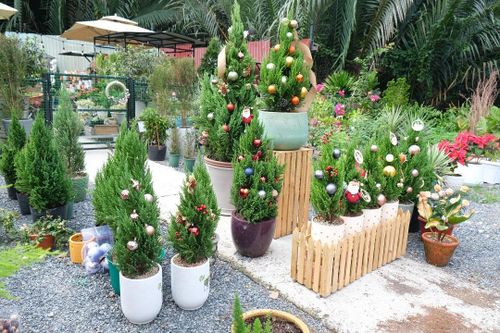 Cây thông Noel mini thu hút khách trên 'chợ mạng'
