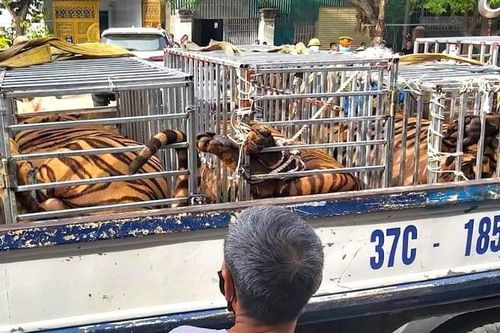 Đầu tư gần 1 tỷ, cải tạo nhà kho để nuôi hổ