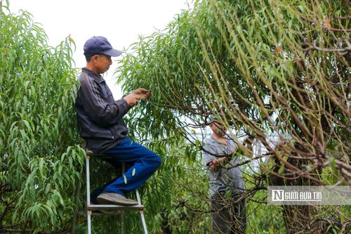 Nông dân Nhật Tân lắp điều hòa cho đào đón Tết Nhâm Dần 2022