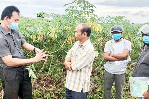 Hội thảo đầu bờ mô hình sản xuất giống mì sạch bệnh tại Phú Thiện