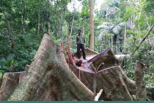 Rừng đặc dụng Khu Bảo tồn thiên nhiên Bắc Hướng Hóa bị chặt phá