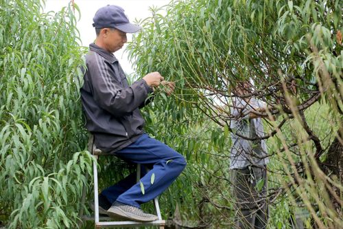Tất bật tuốt lá, lắp điều hòa chuẩn bị đào Tết