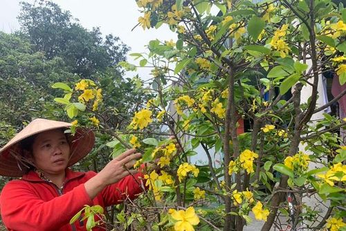 Mai rực nở sớm, khách qua đường ngắm vui, chủ vườn méo mặt